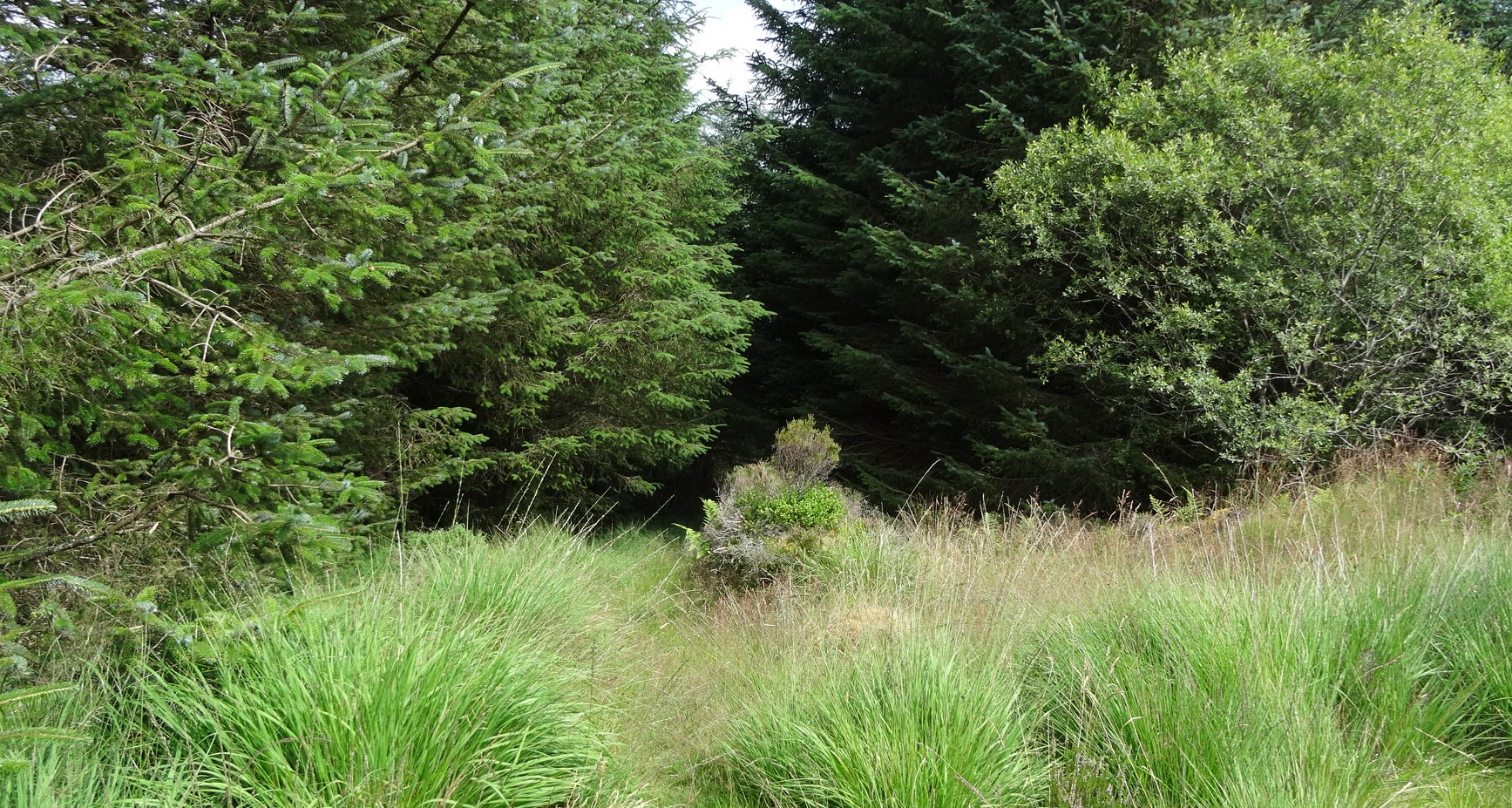 RachelSeabrook.net | Wild Walking | Disgwylfa-Fawr | pic03